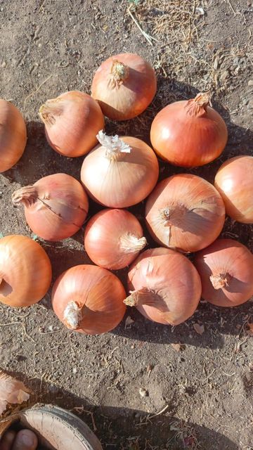 Onions - Image 1