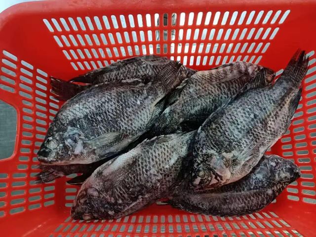 TOP Quality Frozen Tilapia Fresh Frozen Viscera Iqf Red Tilapia Rouge Frozen Ready for Sale - Image 3