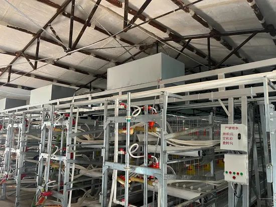Compact Multi-Tier Chicken Coop for Efficient Poultry Farming - Image 6