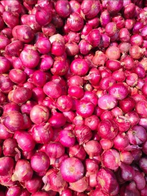Red Onions - Image 1