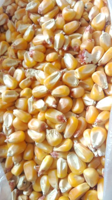 Yellow Maize Corn - Image 3