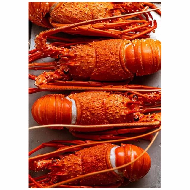 Crayfish/Crawfish / Lobster Crawfish Style Fresh Type Lobster Weight (kg) 5 Packaging Bulk Content LOBSTERS Variety - Image 3
