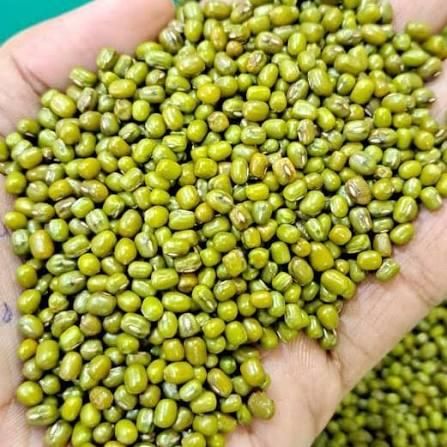 Premium Green Mung Beans Wholesale Bulk Supply Export Quality for Food Processing and Retail - Image 3