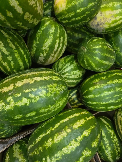 Best-Selling Mini Seedless Watermelons Fresh Large-Size Watermelon 6 per Carton Buy Naturally Sweet Watermelon - Image 3