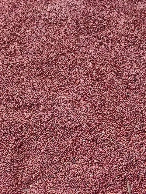 Dried Beans Form Other Delivery Form Bag - Image 1