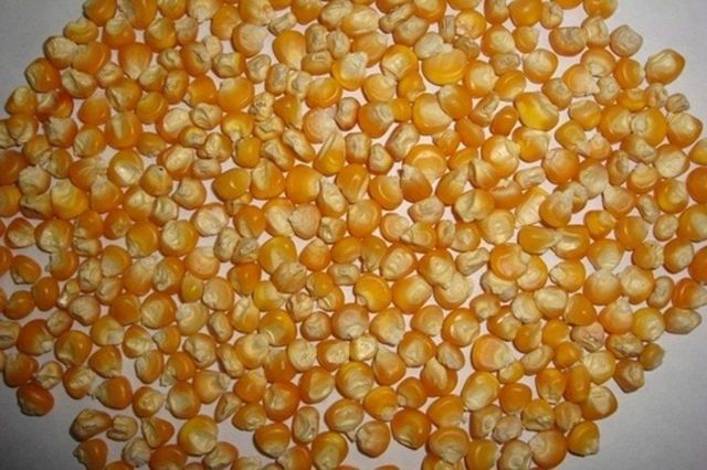 Maize (Corn) - Image 1