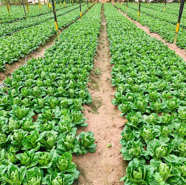 FRESHLY HARVESTED LETTUCE CLEAN,MILD& REFRESHING TASTE LETTUCE HARVEST - Image 3