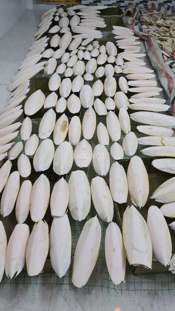 Natural Dried Cuttlefish Bone For Pet Competitive Price From Factory - Image 4