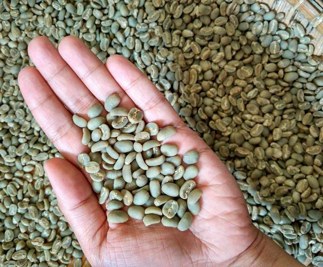 Premium Green Coffee Beans – Arabica & Robusta | Wholesale Bulk Supply - Image 4