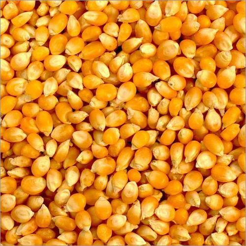 Corn - Image 1