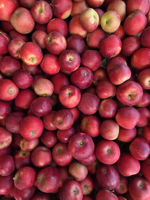 Fresh Royal Gala Apples for sale Organic Yes Origin South Africa Quality Control Strict Variety Gala, Royal Gala Degree of Processing Fresh - Image 4