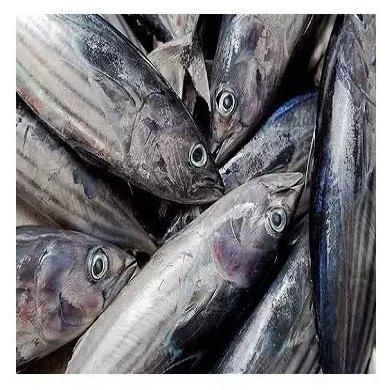 Manufacturer hot sale new product frozen hake fish fillet hake. - Image 4