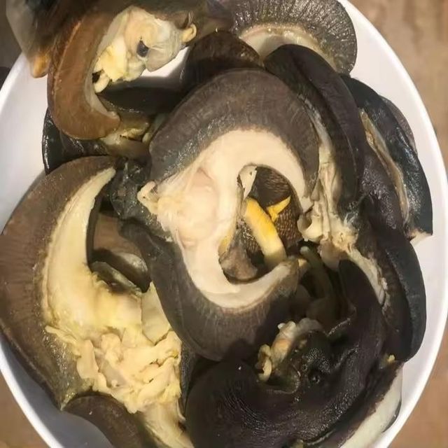 Wholesale Frozen Africa Snail Premium Quality Seafood Choice For Distributors Retailers - Image 5