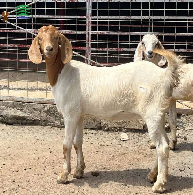 Saanen goats for sale with excellent milk yield and strong health - Image 4