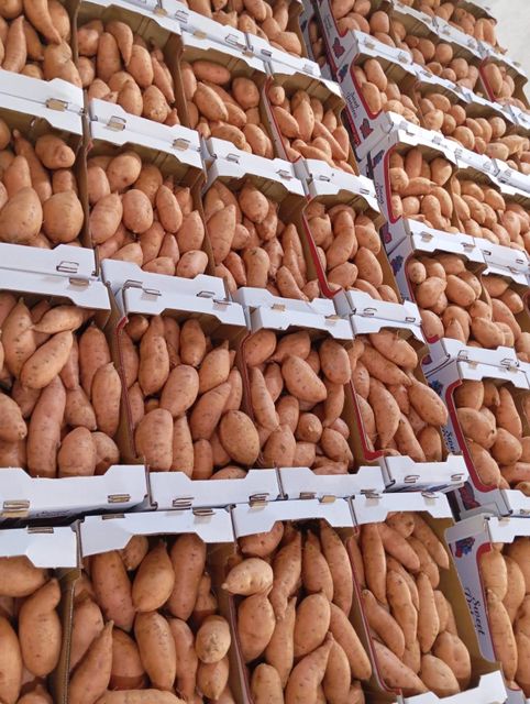 Sweet potatoes - Image 2