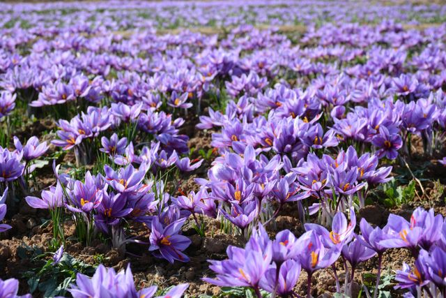 Iranian Saffron Super Negin Grade 1 - Image 4