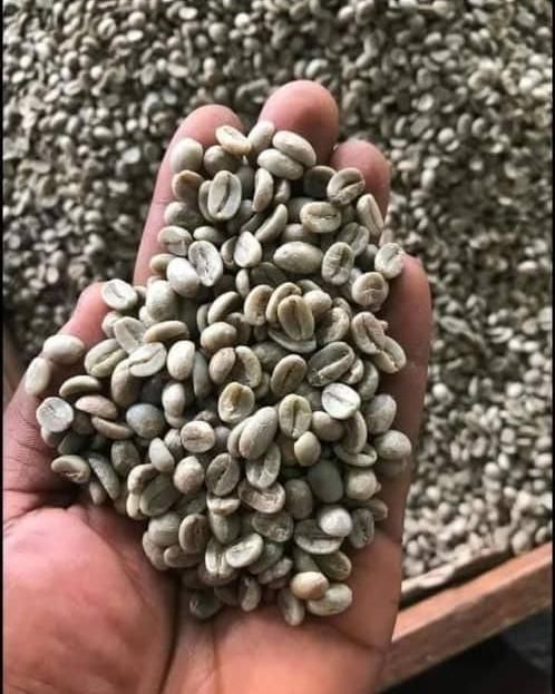 Coffee beans Arabica and Robusta  Grade AAA & GG Shape 20, 18, - Image 2
