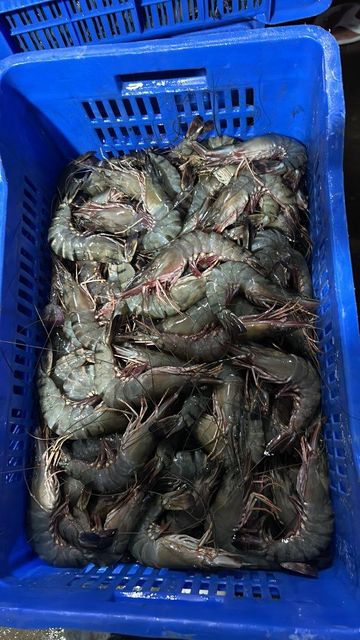 Chilled seafood - Image 3