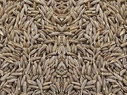 Premium Cumin Seeds (Jeera) – Export Quality by Anant Sarthi Pvt Ltd - Image 3