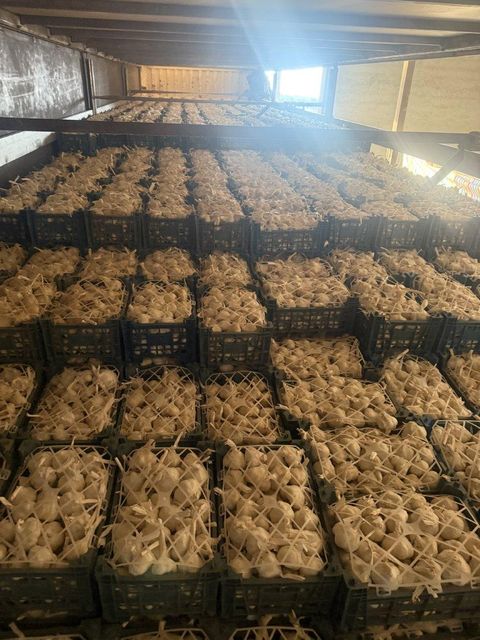 Garlic and all its products - Image 2