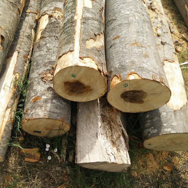Beech logs 3m+/30cm+ FOR SALE - Image 5