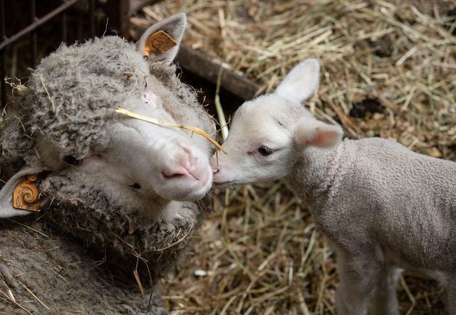 Low price live sheep offered in bulk supply suitable for farming and breeding - Image 1