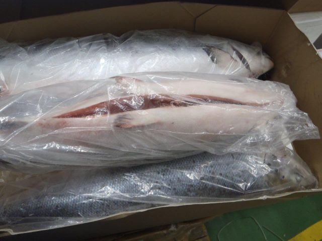 NORWEIGIAN SALMON WHOLE HEAD-ON GUTTED SUPERIOR 5/6 KG/FISH Content Fish - Image 3