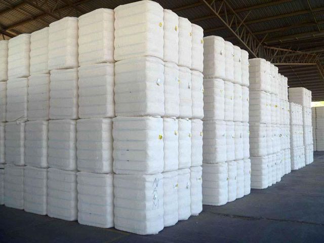 Top-Quality Raw Cotton Bales – Available for Immediate Sale - Image 3