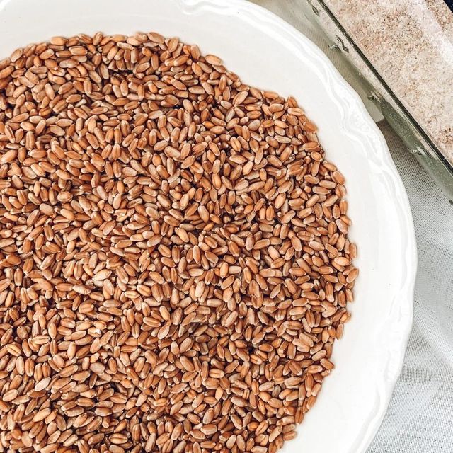 Premium Durum Wheat With High Nutritional Value Carefully Processed Wheat Perfect For Export And Wholesale Buyers - Image 4