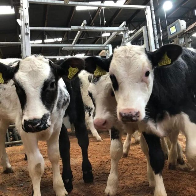 Affordable Live Holstein Cows Premium Dairy Cattle High Milk Production Easy to Handle for Farms and Export - Image 2