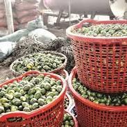 High Quality Fresh Betel Nuts from Vietnam Premium Areca Nut CHEAPEST Price with Free Tax - Image 4