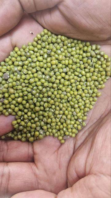 GREEN MUNG BEAN, Purity 98.5% Packaging Material Pp Bag Color Sorting Color Sorted Packaging Weight 50kg Or 25kg Sprouting Rate Greater Than - Image 1