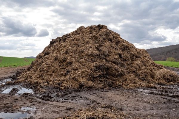 Cow Dung Manure - Image 2