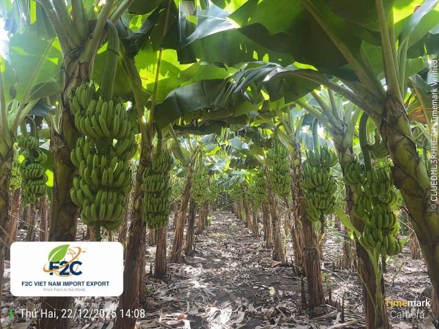 Cavendish Banana from Viet Nam – product photo 5, product detail gallery