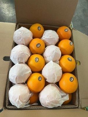 Fresh Oranges – product photo 3, product detail gallery