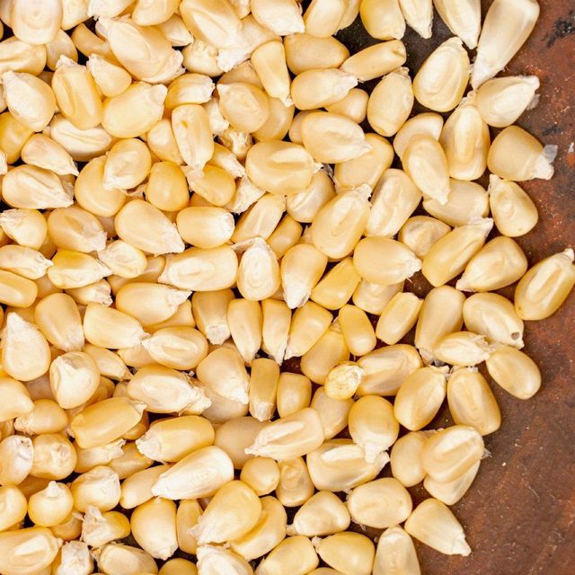 Yellow and White Maize, Dried Yellow Corn, Popcorn, White Corn Maize / White Maize / Corn (NON GMO) for Human Consumption - Image 3