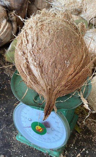 Mature coconut husked Grade A Form Whole Origin Vietnam Color Yellow brown Packaging Mesh bag Maturity Stage Mature Weight (kg) 1.2kg - 1.5kg - Image 9