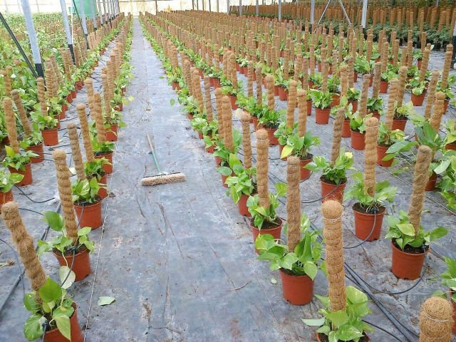 COIR POLE STICK - Image 4