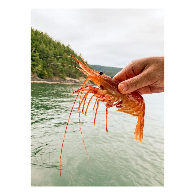 Frozen Fresh Red Shrimps Selected For Uniform Size Fresh Texture And Reliable Availability For Wholesale Buyers - Image 3