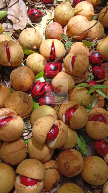 Nutmeg - Image 2