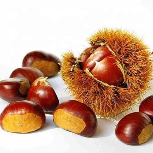 Bulk Raw Chestnuts in Shell Fresh Harvest Whole Nuts Affordable Wholesale Prices for Restaurants & Retail - Image 2