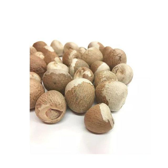 Betel Nut Dried in Hot Sale With High Quality Newly Crop in Ready For Export - Image 3