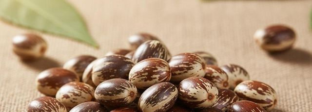 Castor Seed Grade Comertial, Hybrid Castor - Image 1