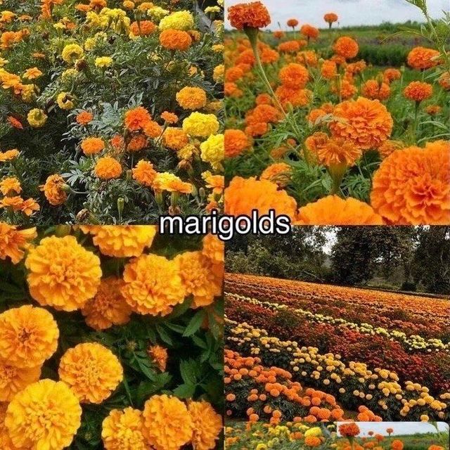 Marigolds – product photo 1, product detail gallery
