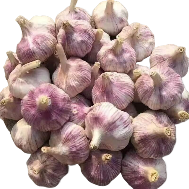 Garlic fresh pure white garlic wholesale fresh vegetables 20kg mesh bag fresh white garlic - Image 4