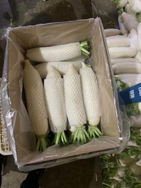 2026 High Quality Large Organic Fresh Radish DirectPremium Fresh Radish for Wholesale Naturally Grown Root Vegetables Reliable Supply for International Buyers - Image 4