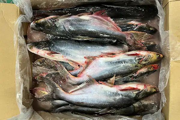 IQF Frozen Pangasius Whole | Wholesale Price | Halal Certified Fish Supplier - Image 2