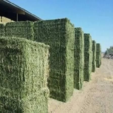 AlfAlfalfa hay specifications typically require a moisture level under 12-14% and a crude pr - Image 4