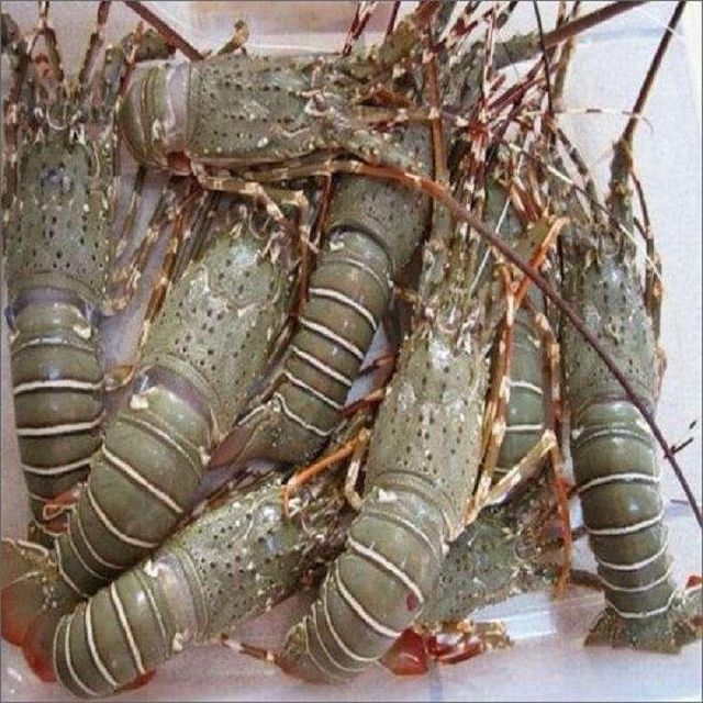 Frozen Fresh Lobsters Export Quality Seafood Featuring Firm Shell Structure And Premium Meat Recovery For Buyers - Image 3