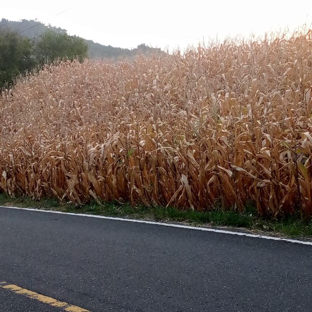 corn cobs - Image 4